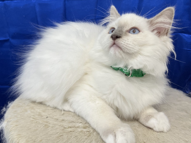 WONDERFUL REGISTERED PUREBRED RAGDOLL - NEUTERED - 1 LEFT in Cats & Kittens for Rehoming in Delta/Surrey/Langley