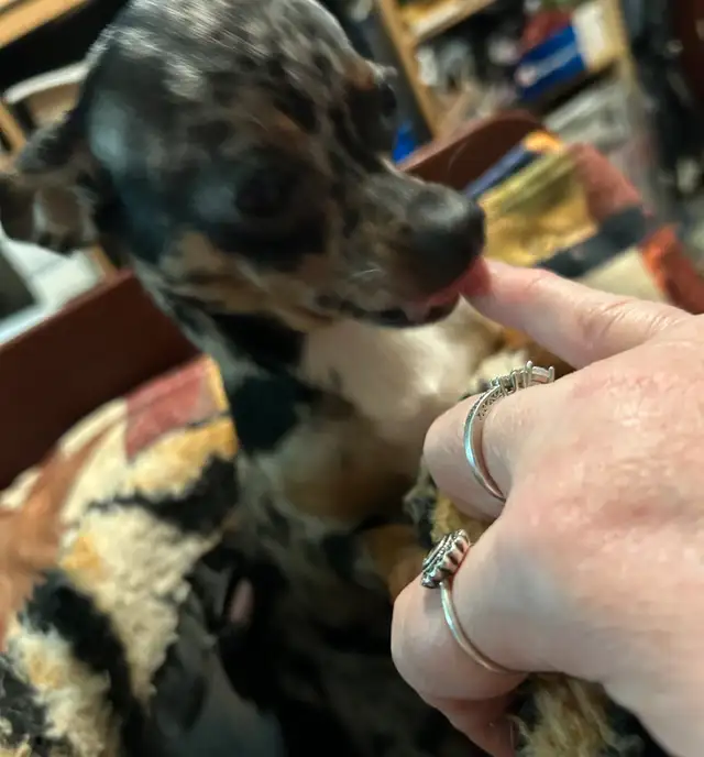 Chihuahua Merle (female) in Dogs & Puppies for Rehoming in Owen Sound - Image 11