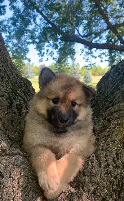 The Ultimate Shepsky(Tamaskan), View more