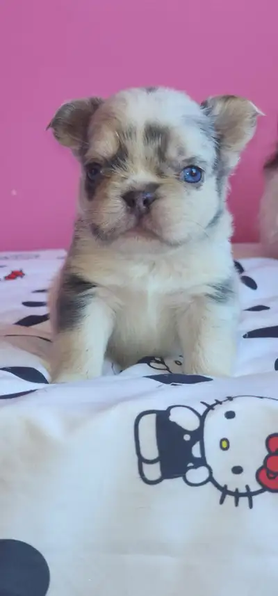 I am thrilled to introduce my girl Mia’s darling litter 8 of puppies, bursting with charm and ready...