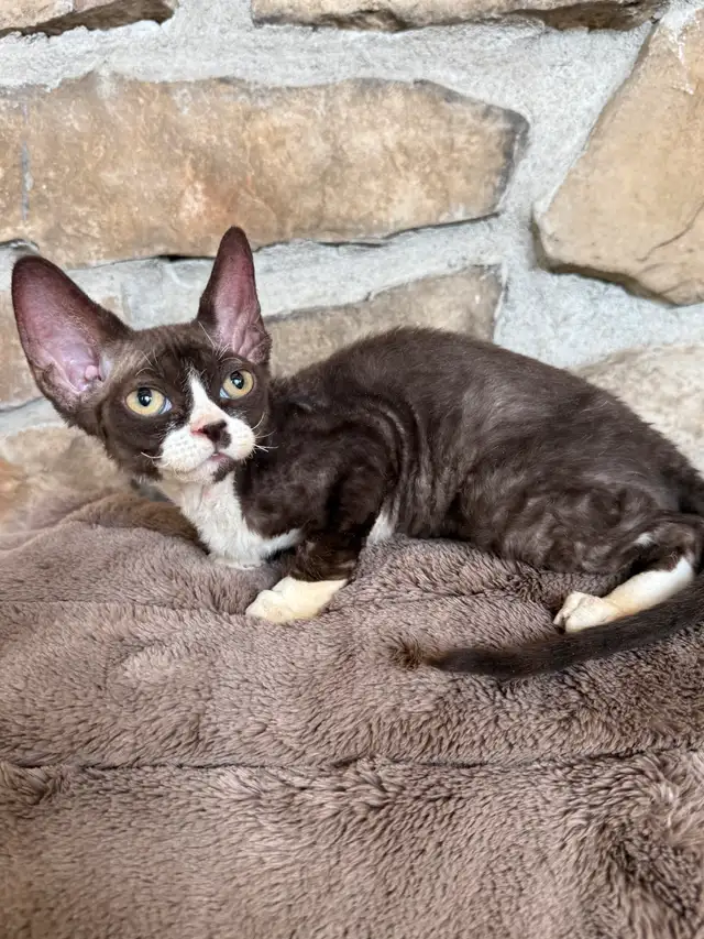 Devon rex & Maine Coon pure race enregistré TICA in Cats & Kittens for Rehoming in Québec City - Image 7