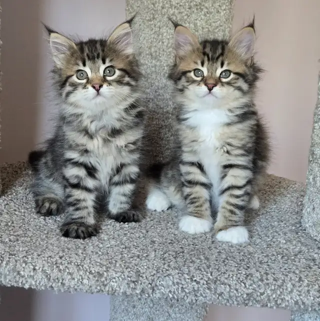 Beautiful TICA registered Siberian kittens