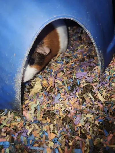 guinea pig, View more