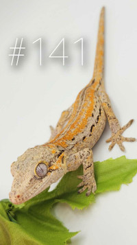 Beautiful Baby Gargoyle Gecko, NG Lineage, Orange Stripe unsexed
