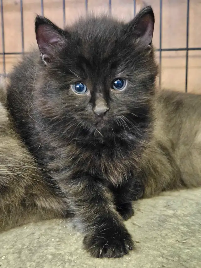 Petits chatons à réserver in Cats & Kittens for Rehoming in City of Montréal - Image 2