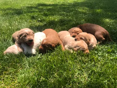 Labradoodle Puppies 6 available: 3 females and 3 males (chocolate, golden and white) Mom is our pure...