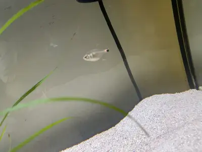 Head & Tailight Tetra Fish X3, View more