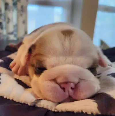English bulldog puppies , View more