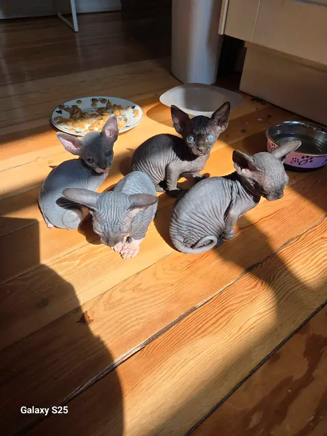 Chats Sphynx  in Cats & Kittens for Rehoming in Saint-Hyacinthe - Image 5
