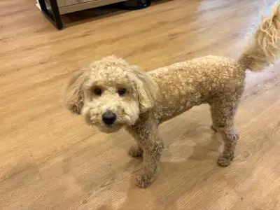 Goldendoodle Puppy Looking for a Loving Home, View more