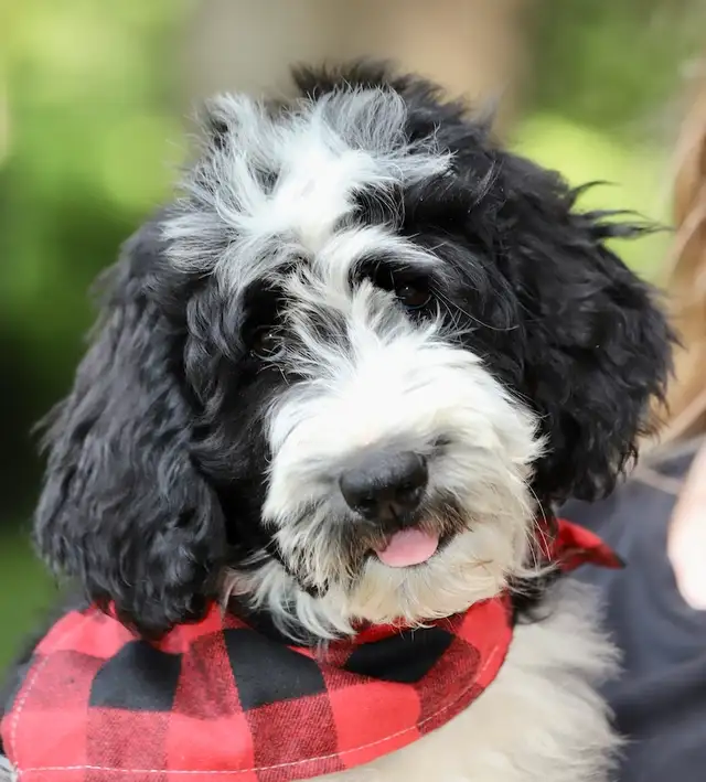 6 TRÈS  RARES BORDOODLES, DOODLES,   CHIOTS,PUPPY in Dogs & Puppies for Rehoming in Laurentides - Image 7