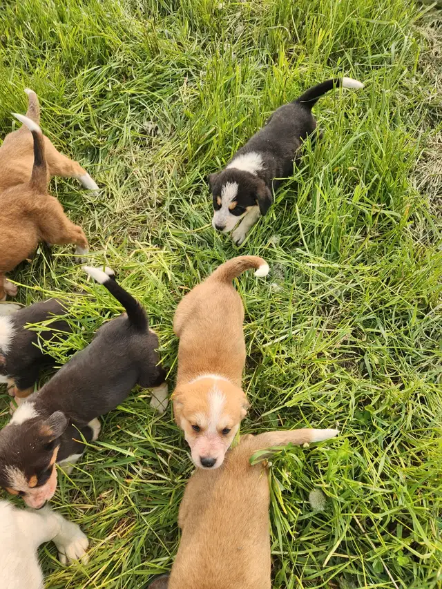 Bernese Mountain Akbash Puppies in Dogs & Puppies for Rehoming in Stratford - Image 8