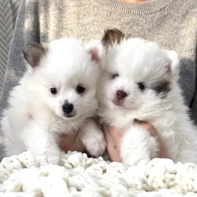 Pomeranian Puppies , View more