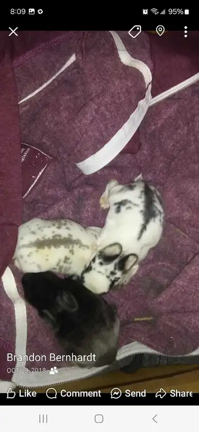 pet rescue or rehomeing, View more