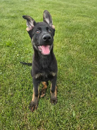 1 male CKC-Reg German Shepherd puppy, View more