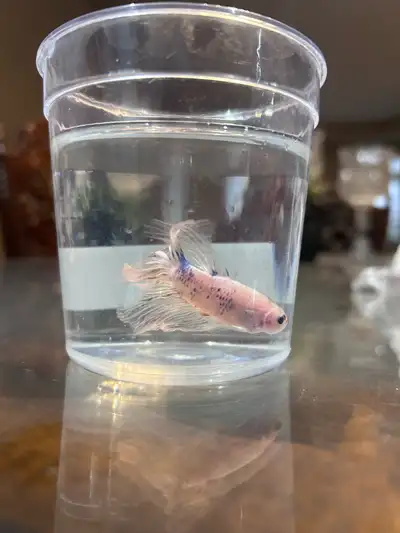 Contact for more info