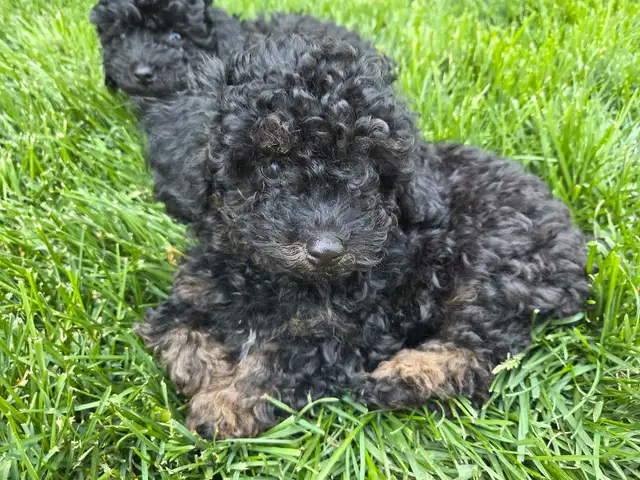 Miniature Toy Poddle in Dogs & Puppies for Rehoming in Winnipeg - Image 5