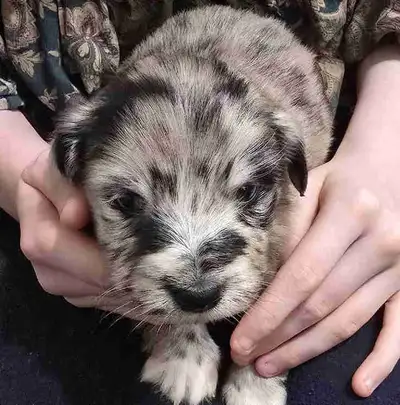 6 week puppies, View more