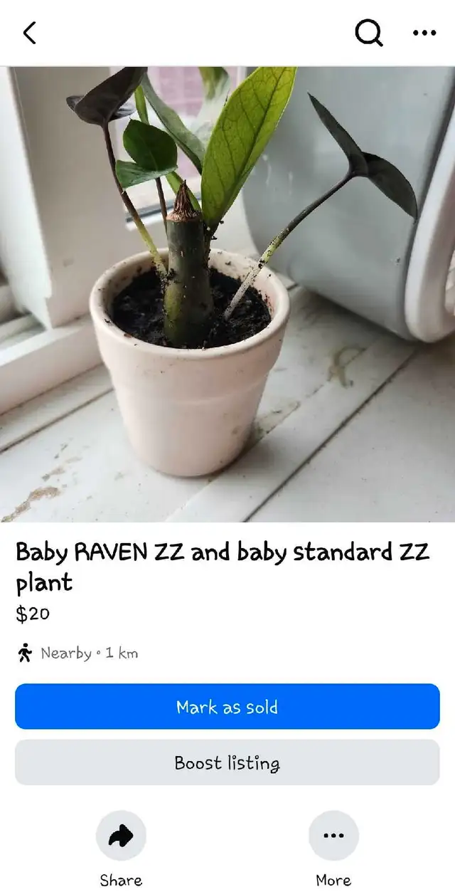 House plants for sale or trade628632846821141225