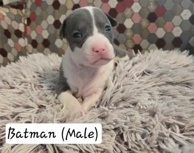 Puppies!, View more