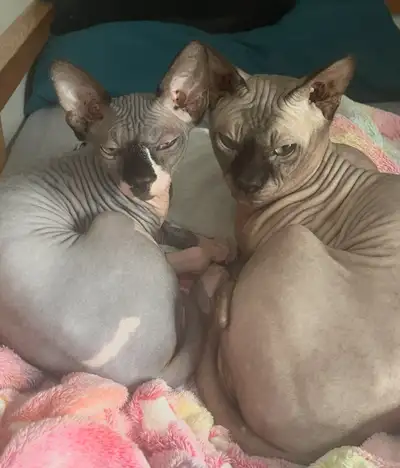 Sphynx kittens due any day now. Anyone wanting one please inquire. First to message is first on the...