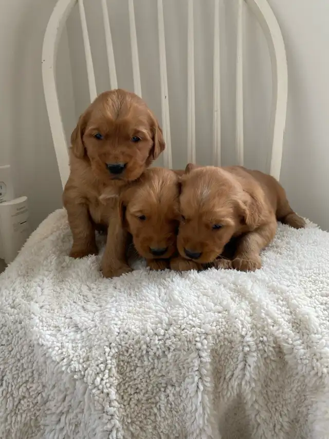 Purebred Red Retriever Puppies in Dogs & Puppies for Rehoming in Norfolk County - Image 3
