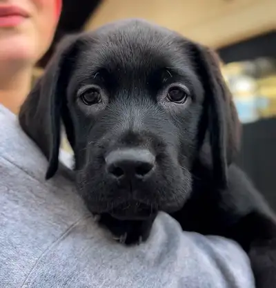 Black Labrador Puppies , View more