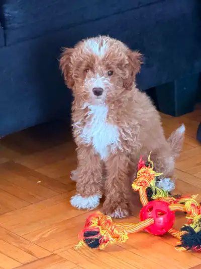 Toy poodle, View more