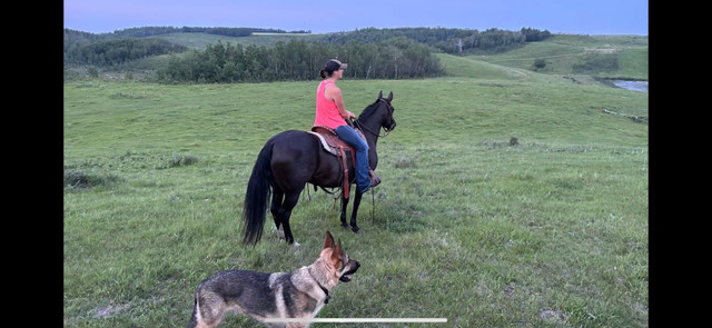 2011 Black Mare *pending* in Horses & Ponies for Rehoming in Red Deer - Image 4