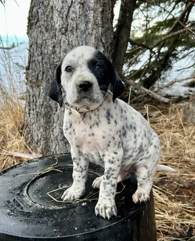Dalmatian x English Setter Puppies, View more