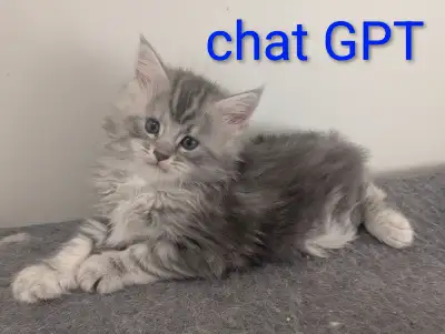 Chaton Maine Coon, Voir plus