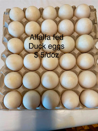 Alfalfa fed Duck eggs