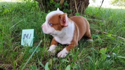 Frenchton Puppies, View more