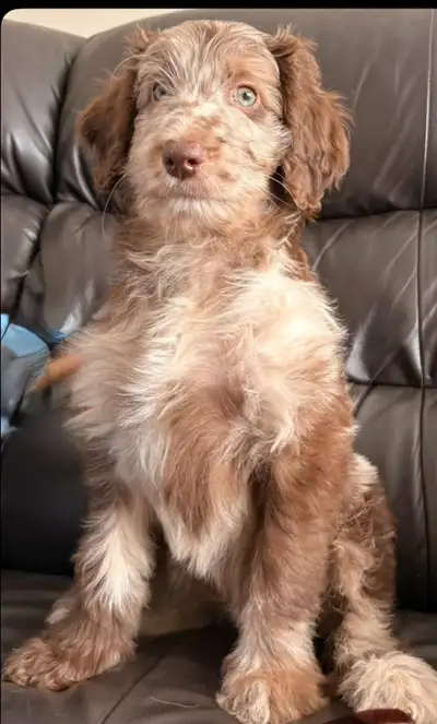 Nos adorables chiots sont issus d’un croisement Border Collie × Caniche royal. Ce sont des chiens tr...