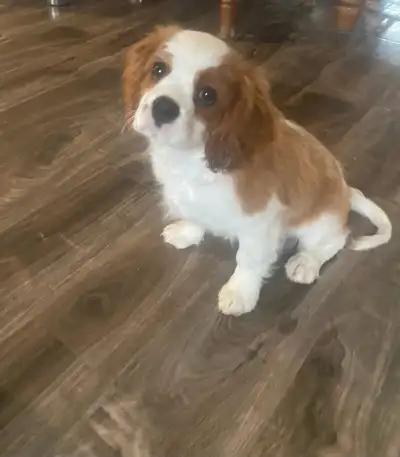 Cavalier King Charles Spaniel, View more