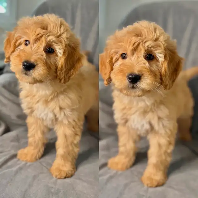 Mini Goldendoodle puppies in Dogs & Puppies for Rehoming in City of Toronto - Image 3