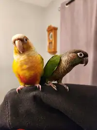 Adult Conures For Sale