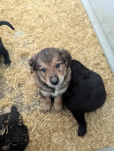 Lab retriever x Shepard puppies ready to go, View more