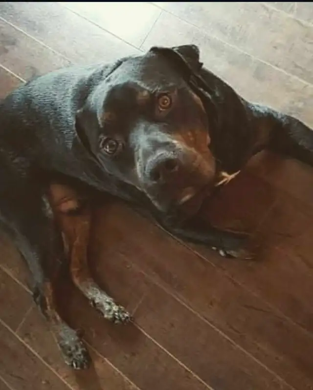 Rocky’s Gofundme fundraiser