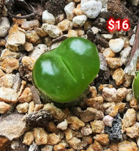 Succulent plants (Lithops) for sale price start form $14