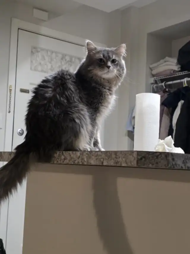 CAT (siberian ragdoll)