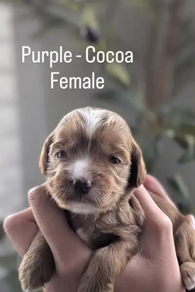 We are excited to announce the arrival of Sammies toy/mini Cockapoos puppies born Oct 21, 2025 - 4 g...
