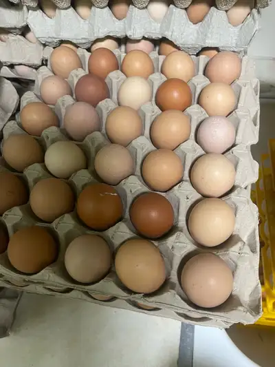 Nutrient dense, free range chicken eggs. The hens are fed mixed grains from local farms and fresh pr...