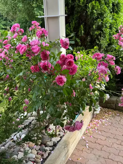 Student Needed to Assist With Yardwork in Markham, View more