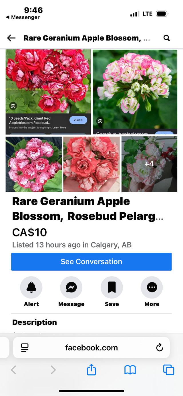 Indoor / outdoor plants in Plants, Fertilizer & Soil in Calgary - Image 4