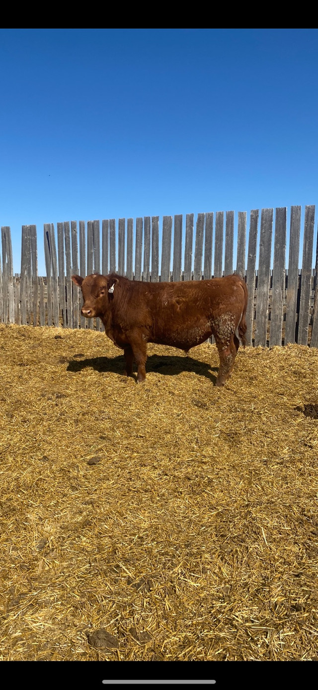 Registered Red Angus Bulls in Livestock in Swift Current