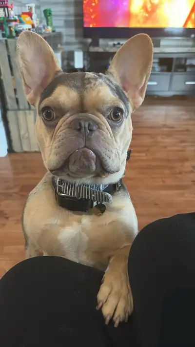Bouledogue français 10 mois et demi à vendre, View more