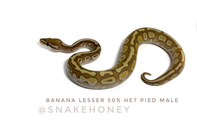 Ball Python Collection Sale - Make an offer! in Reptiles & Amphibians for Rehoming in Kelowna - Image 3