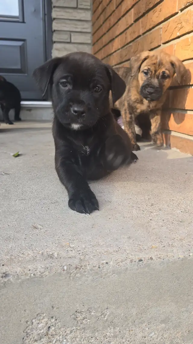 PUPPIES for Sale in Dogs & Puppies for Rehoming in Windsor Region - Image 5