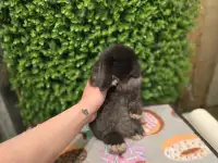Purebred holland lop baby rabbit